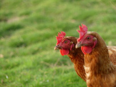 site ferme du val fleuri chambre d'hotes, tête-de-poule
