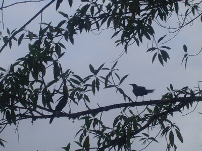 2014 Chiapas, 003 agua azul