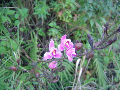 2014 Chiapas, 006 laguna de tziscao