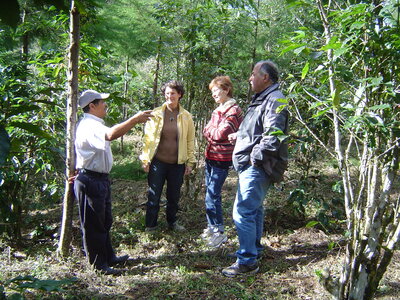 2014 Chiapas, 010 plantation de Isidoro Morales