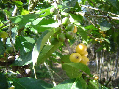 2014 Chiapas, 011 plantation de Isidoro Morales