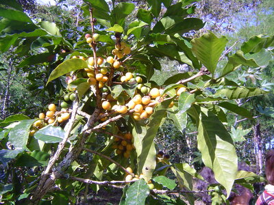 2014 Chiapas, 012 plantation de Isidoro Morales