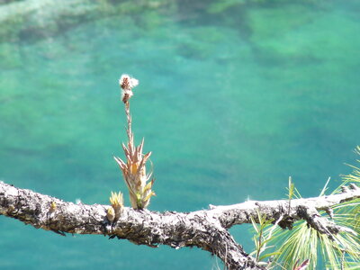 2014 Chiapas, 009 Lagunas de Montebello