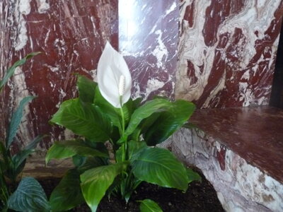 2014 Chiapas, P1020539