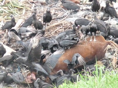 2014 Chiapas, 023 vautour 003