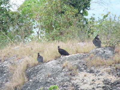 2014 Chiapas, 024 vautour 004