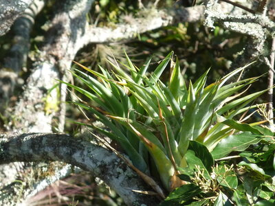 2014 Chiapas, P1020261