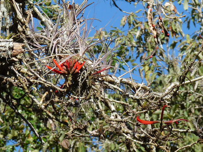 2014 Chiapas, P1020274