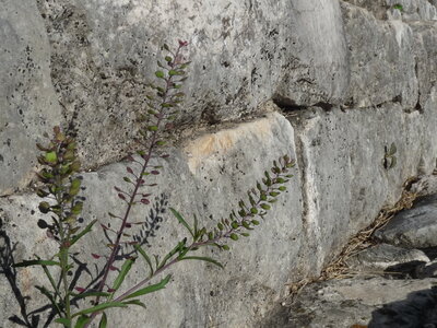 2014 Chiapas, P1020319