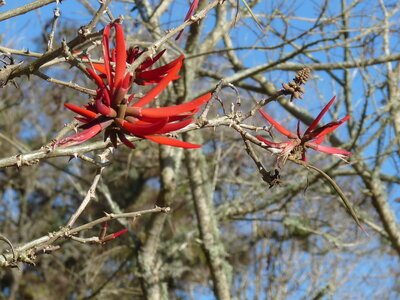 2014 Chiapas, P1020322