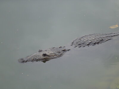 2014 Chiapas, DSC07117