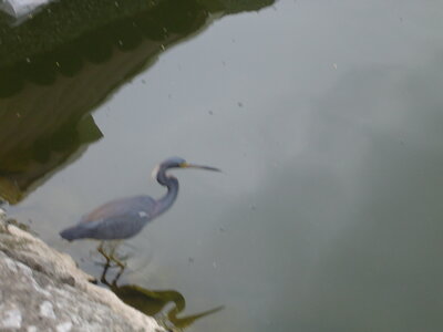 2014 Chiapas, DSC07132