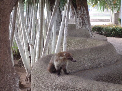 2014 Chiapas, DSC07138