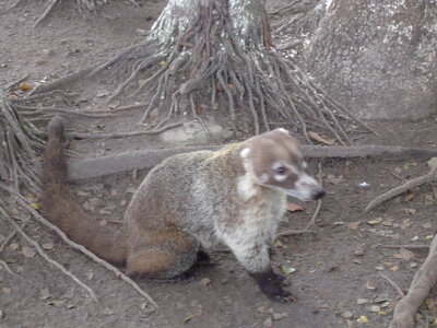 2014 Chiapas, DSC07141