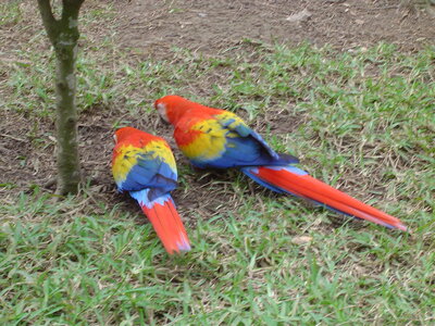 2014 Chiapas, DSC07150