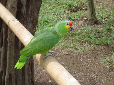 2014 Chiapas, DSC07152