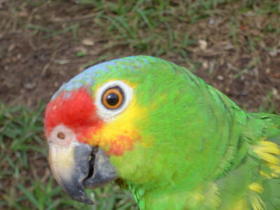 2014 Chiapas, DSC07153