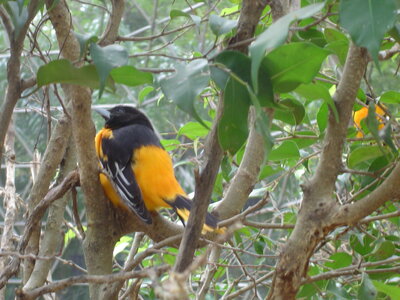 2014 Chiapas, DSC07158