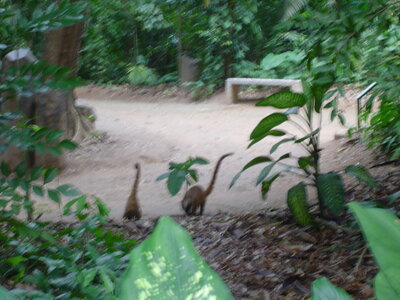 2014 Chiapas, DSC07172