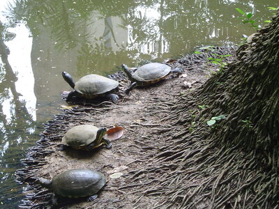 2014 Chiapas, DSC07184