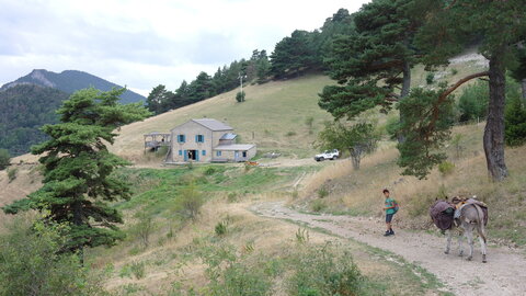 Aout25 Glandage anes, SAM_0326