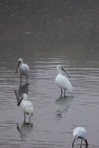 26-08-25 lac Grand Lieu, IMG_4730