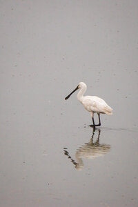 26-08-25 lac Grand Lieu, IMG_4740