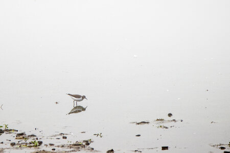 26-08-25 lac Grand Lieu, IMG_4749
