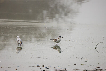 26-08-25 lac Grand Lieu, IMG_4767