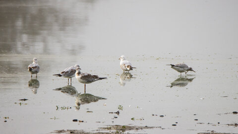 26-08-25 lac Grand Lieu, IMG_4770