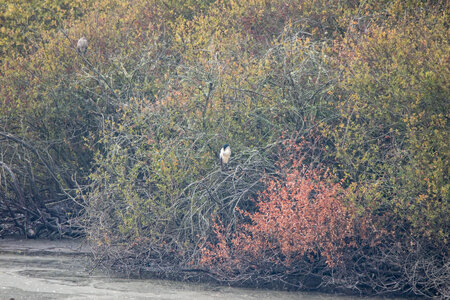 26-08-25 lac Grand Lieu, IMG_4776