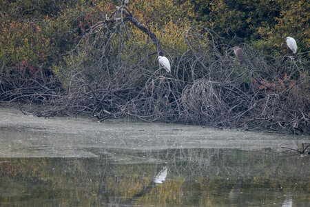 26-08-25 lac Grand Lieu, IMG_4778