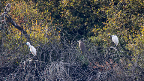 26-08-25 lac Grand Lieu, IMG_4784