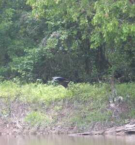 TALWAKEM 2025, J8 - Ibis vert