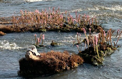 TALWAKEM 2025, J8 - T&ecirc;te de cochon