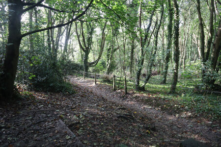 2025_09_11 Guernesey de St Peter Port à Torteval, IMG_0596_Bluebell Wood