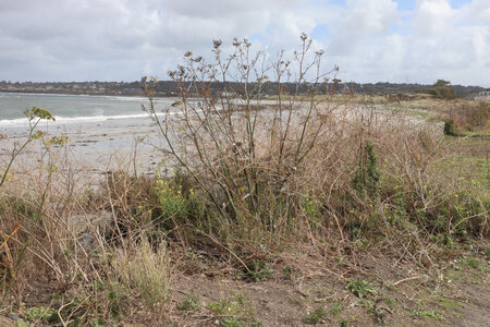 2025_09_12 Guernesey de Torteval à Port Soif, IMG_0711_La baie de Vazon