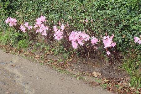 2025_09_13 Sark, IMG_0798_Vers la Sablonnerie