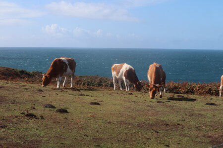 2025_09_13 Sark, IMG_0809_Le sentier des falaises de Petite Sercq