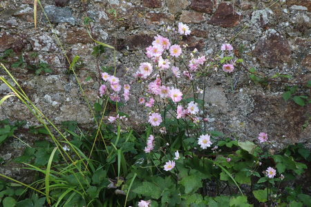 2025_09_15-17 St Peter Port, IMG_0963_Hauteville House (maison de Victor Hugo)