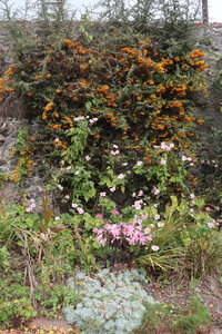 2025_09_15-17 St Peter Port, IMG_1029_Jardin de Candie