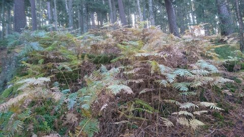 Taennchel 2025-10-12, IMG_20251012_111526