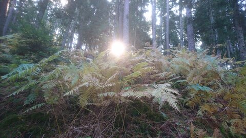 Taennchel 2025-10-12, IMG_20251012_111801