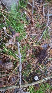 Taennchel 2025-10-12, IMG_20251012_114844