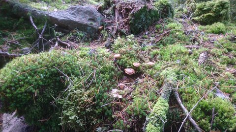 Taennchel 2025-10-12, IMG_20251012_115950
