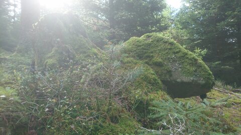 Taennchel 2025-10-12, IMG_20251012_120054
