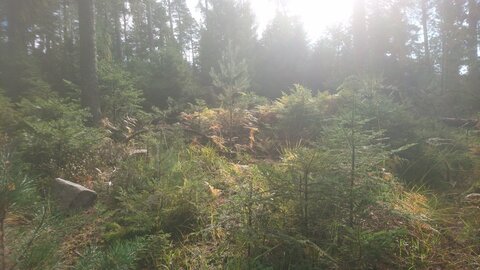 Taennchel 2025-10-12, IMG_20251012_120307