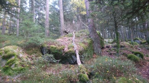 Taennchel 2025-10-12, IMG_20251012_124120