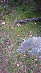 Taennchel 2025-10-12, IMG_20251012_130411