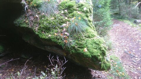 Taennchel 2025-10-12, IMG_20251012_134355